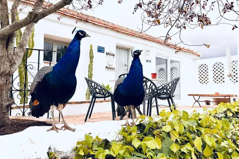 La Careza de Mijas in Mijas — foto 15