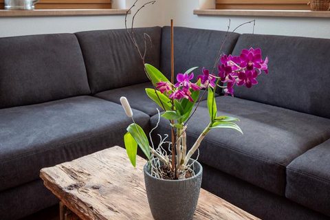 Appartementen Höllwarth foto 6