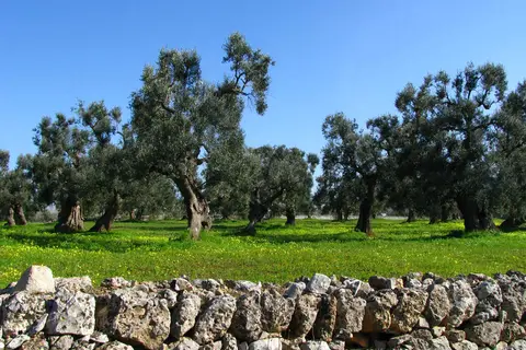 Vinilia Wine Resort in Manduria — foto 21