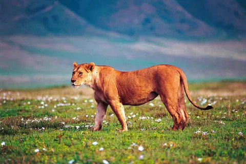 16 daagse safari Selous & Zanzibar foto 3