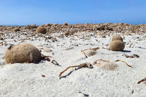 Camping S Ena Arrubia foto 11