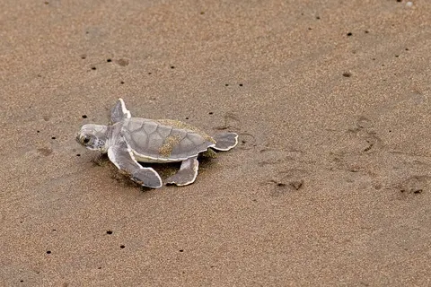 Pura Vida in Costa Rica foto 4