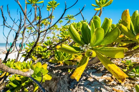 12 dg fly drive Sandcastles & Family Fun Florida foto 5