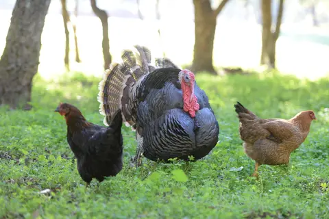 Quinta da Samoqueirinha in Odemira — foto 24