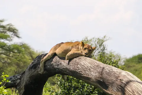 Ontdek Tanzania foto 6