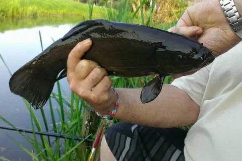 Camping de Grienduil foto 18