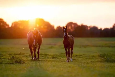 Hotel Restaurant Ruimzicht foto 38