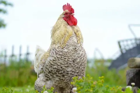 Hotelhuisjes Oosterleek foto 16