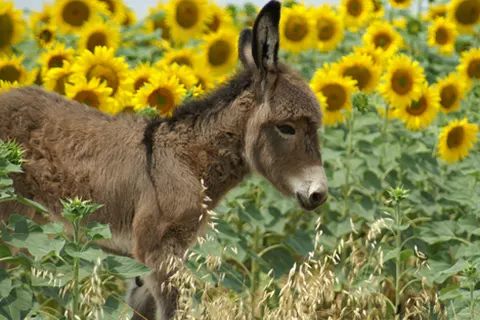 Le Camp De Florence foto 12