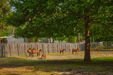 Camping La Pinède foto 18