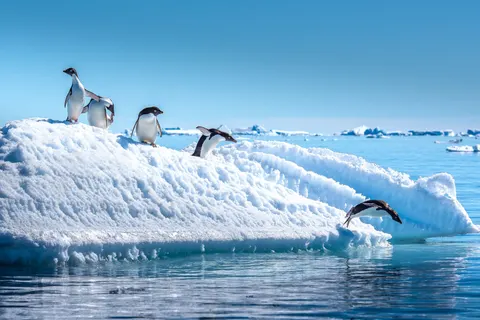 Expeditiecruise Antarctica per m/v Hondius in Cruisereizen — foto 10