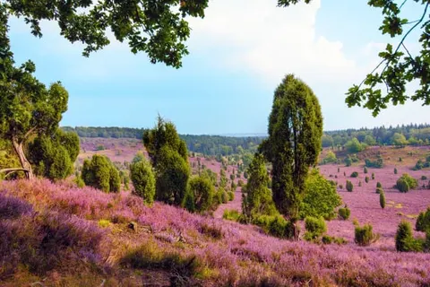 Hotel Zur Heidschnucke foto 19