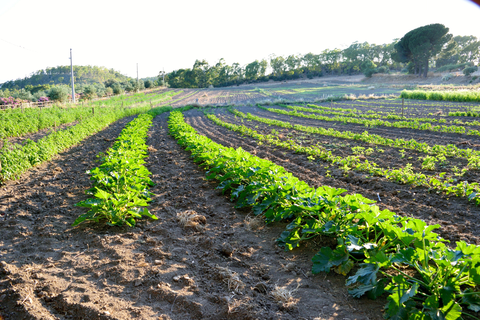 Azienda Vecchia Masseria foto 25