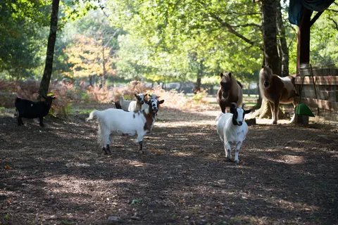 Camping Domaine De La Forge foto 15