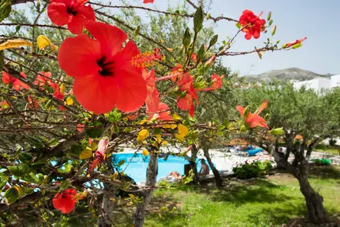Astron Hotel - Bungalows in Pigadia, foto 30