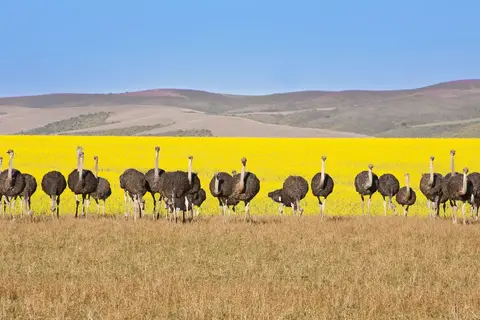 Suid-Afrika Compleet in Complete rondreis Zuid-Afrika — foto 13