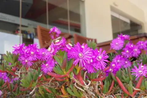 Bright Star Apartments in Faliraki — foto 6