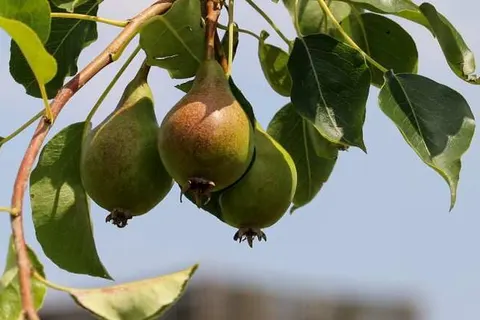 Fruitpark Hotel en Spa foto 28