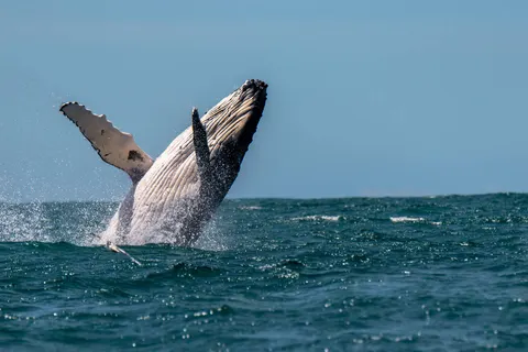 A Journey through the national parks of New Zealand in Christchurch — foto 5