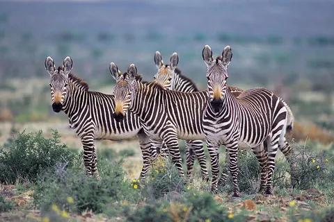 16 daagse reis Zuid Afrika Drive & Connect in Marsh Sandpiper Close — foto 5