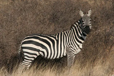 A Wildlife Adventure in Kenya foto 3