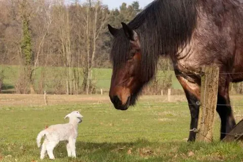 Bed and Breakfast Hoeve Springendal foto 20