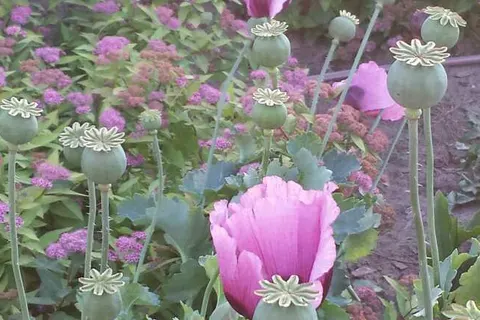 Luxe Bed and Breakfast Het Colmerhof foto 33