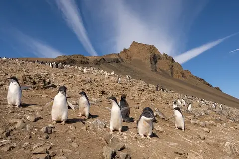 A taste of Antarctica foto 6