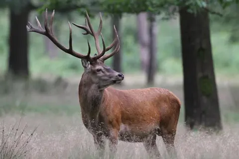 Landgoedhotel Villa Vennendal foto 56