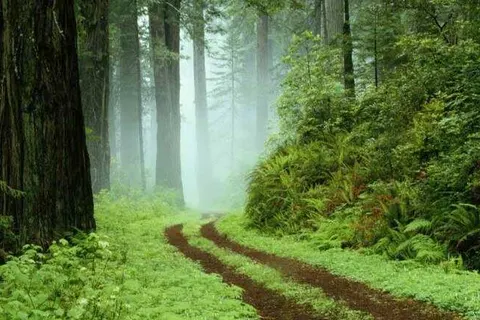 Landhotel Basler Hof foto 18