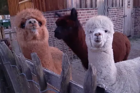 Camping T Geuldal foto 10