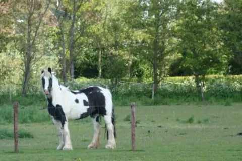 Vakantie-appartementen Crea-Trends foto 4