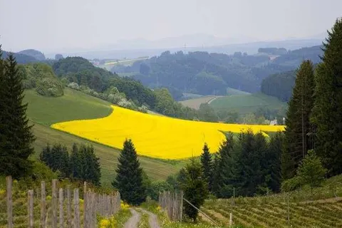 Urlaubs- und Wellnesshotel Friederike foto 31