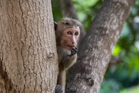 17 daagse singlereis Sri Lanka Klassiek in Kelebokka — foto 5