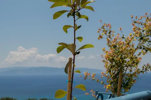 Dianas Studios in Μουσάτα — foto 2