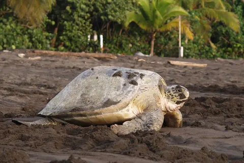 Discover Unique Costa Rica foto 4