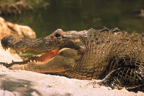 10-daagse rondreis Florida Sunshine foto 5