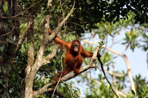 The Great Sumatra & Bali Adventure foto 1