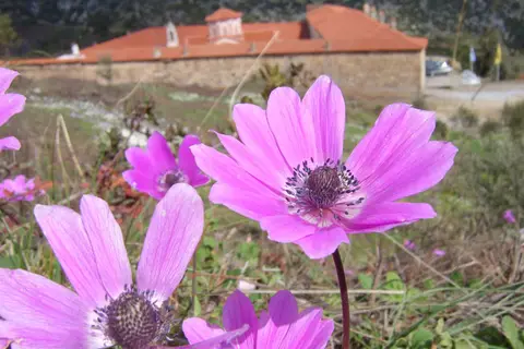 Dias Studios in Δημοτική Ενότητα Πυθαγορείου — foto 18