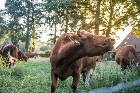 Erfgoed Bossem foto 35