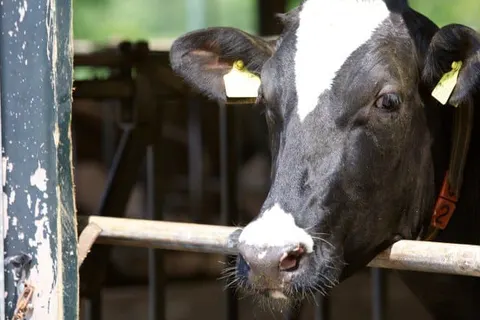 Herberg de Brabantse Kluis foto 24