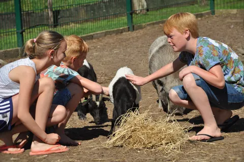 Camping De Rammelbeek foto 22