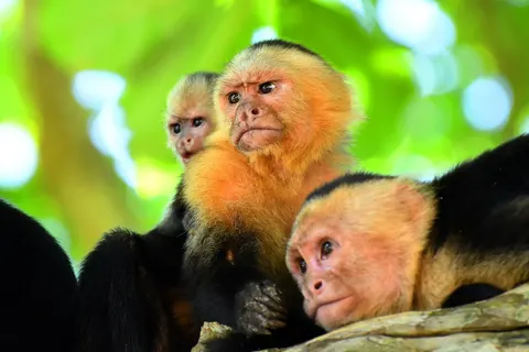 Natuurlijk Costa Rica in Costa Rica — foto 4