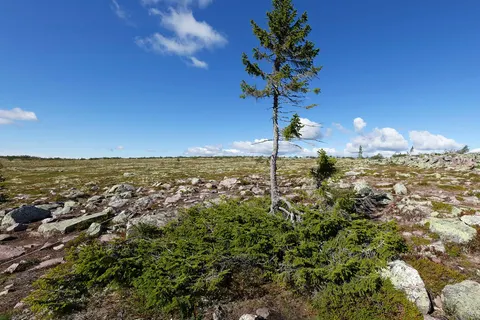 Puur en Ongerept Zweden foto 4