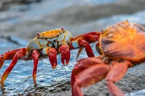 Beautiful Ecuador and Galapagos foto 6