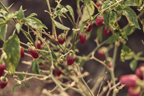 Craveiral Farmhouse foto 29