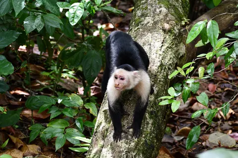 Perfect Match Costa Rica & Panama in Al Alma — foto 2