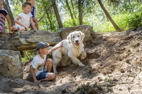 Camping De Bergen foto 28