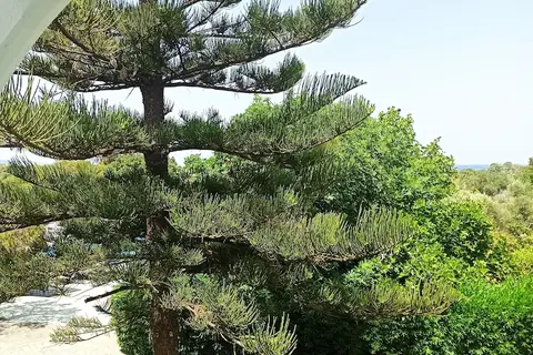 Summer Dream Hotel in Θεολόγος — foto 19