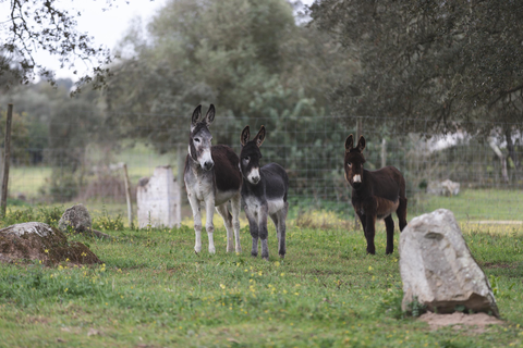 Aparthotel Herdade do Barrocal de Baixo foto 20